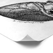 ヴィンテージ解剖学的イラストレーション ポスター (角)