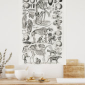 ヴィンテージ解剖学的イラストレーション ポスター (キッチン)