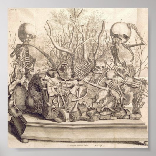 ヴィンテージ解剖学的イラストレーション ポスター (正面)