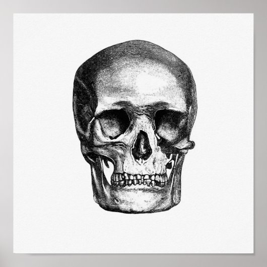 ヴィンテージ解剖学的イラストレーション ポスター (正面)