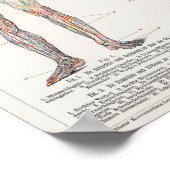 ヴィンテージ解剖学的イラストレーション ポスター (角)