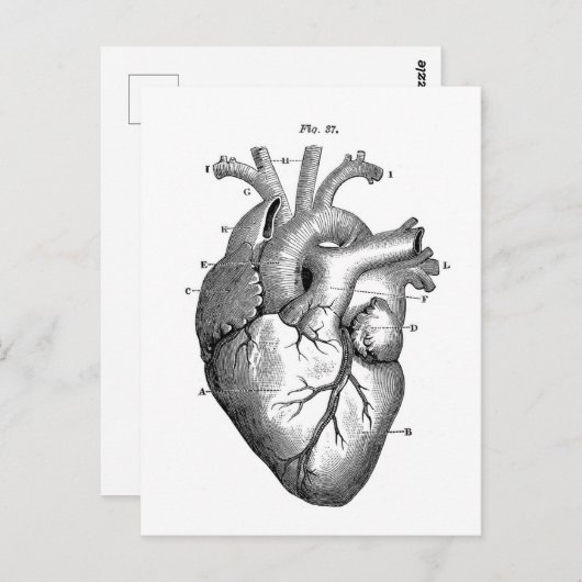 ヴィンテージ解剖学的スケッチヒトハート ポストカード (正面/裏面)