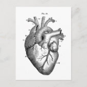 ヴィンテージ解剖学的スケッチヒトハート ポストカード (正面)