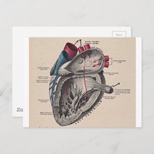 ヴィンテージ解剖学的ハート ポストカード (正面/裏面)