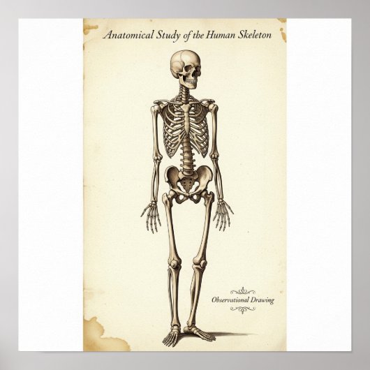 ヴィンテージ解剖学的勉強 ポスター (正面)