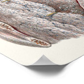 ヴィンテージ解剖学的喉、首、胸、肋骨 ポスター (角)