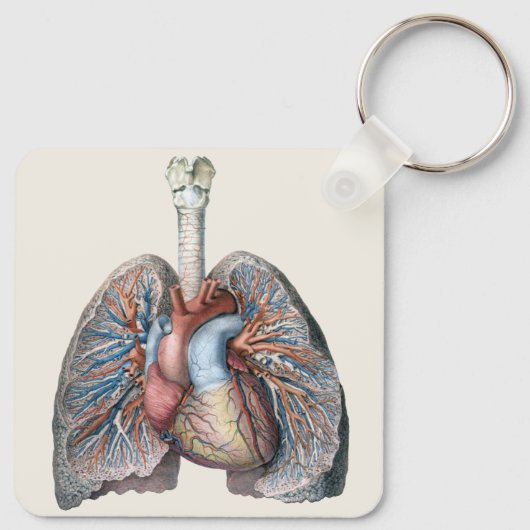 ヴィンテージ解剖学的肺ハート臓器血液 キーホルダー (裏面)