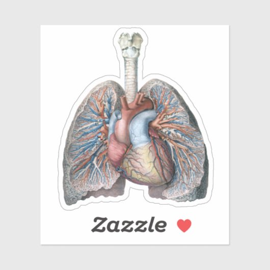 ヴィンテージ解剖学的肺ハート臓器血液 シール (シート)