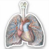 ヴィンテージ解剖学的肺ハート臓器血液 シール (正面)
