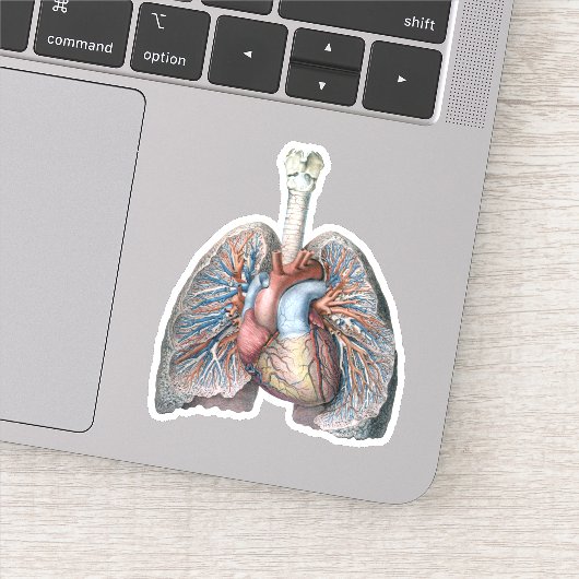 ヴィンテージ解剖学的肺ハート臓器血液 シール (詳細)