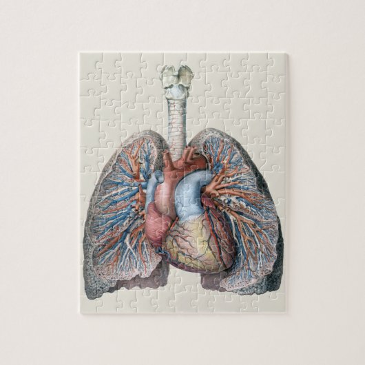 ヴィンテージ解剖学的肺ハート臓器血液 ジグソーパズル (縦)