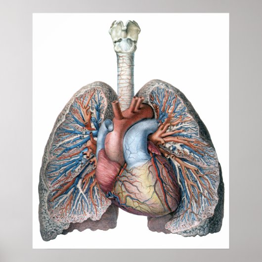 ヴィンテージ解剖学的肺ハート臓器血液 ポスター (正面)