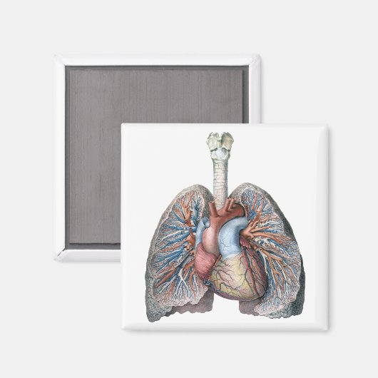 ヴィンテージ解剖学的肺ハート臓器血液 マグネット (正面/裏面)