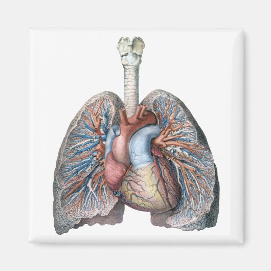 ヴィンテージ解剖学的肺ハート臓器血液 マグネット (正面)