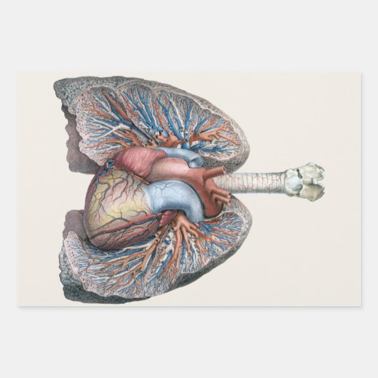 ヴィンテージ解剖学的肺ハート臓器血液 ラッピングペーパーシート (正面)