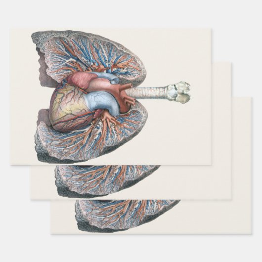 ヴィンテージ解剖学的肺ハート臓器血液 ラッピングペーパーシート (セット)
