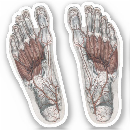 ヴィンテージ解剖学的足跡の測定足 シール (正面)