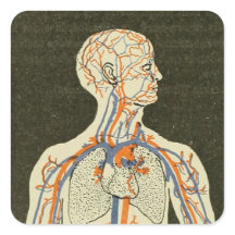 ヴィンテージ解剖学的静脈と動脈イラストレーション