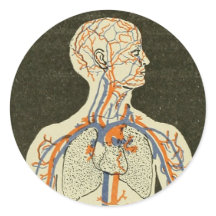 ヴィンテージ解剖学的静脈と動脈イラストレーション