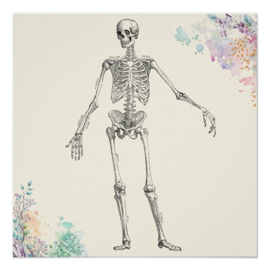 ヴィンテージ解剖学的骨格花図 ポスター (正面)