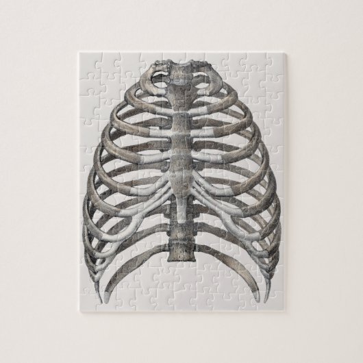 ヴィンテージ解剖学的骨格骨格骨骨 ジグソーパズル (縦)