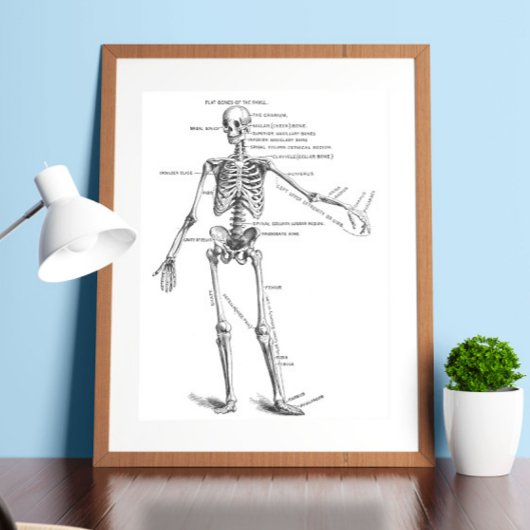 ヴィンテージ解剖学骨格医図 ポスター