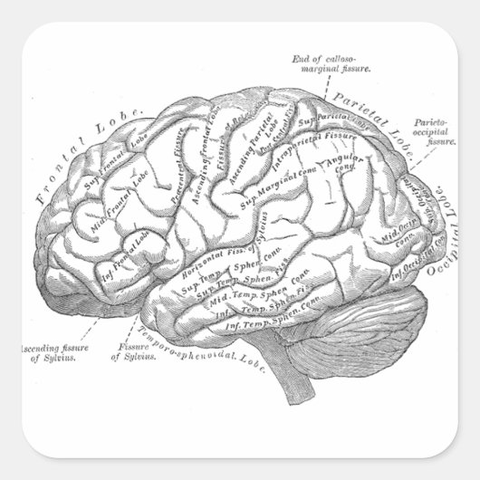 ヴィンテージ解剖学 スクエアシール (正面)