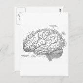 ヴィンテージ解剖学 ポストカード (正面/裏面)