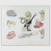 ヴィンテージ解剖学 ラッピングペーパー (フラット)