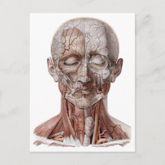 ヴィンテージ解剖学、喉頭鼻 ポストカード (正面)