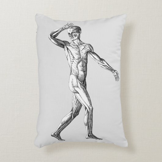 ヴィンテージ解剖学、男性体筋肉 アクセントクッション (正面(垂直))