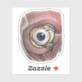 ヴィンテージ解剖学、筋肉眼球眼 シール (シート)