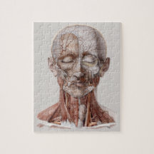 ヴィンテージ解剖学、頭部のど鼻