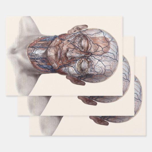 ヴィンテージ解剖学、頭部のど鼻 ラッピングペーパーシート (セット)