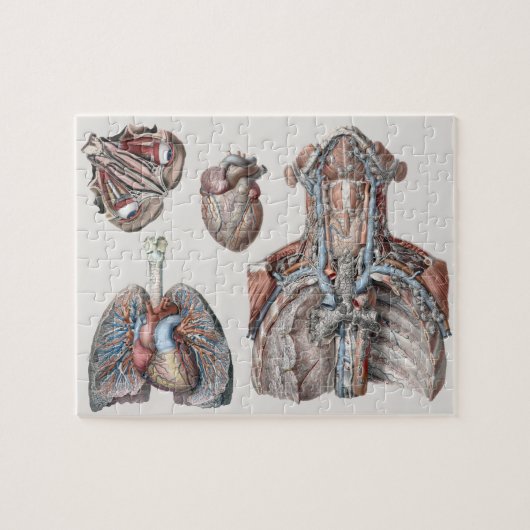 ヴィンテージ解剖用の胸部、臓器、目 ジグソーパズル (横)