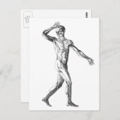 ヴィンテージ解剖、男性体筋 ポストカード (正面/裏面)
