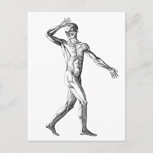 ヴィンテージ解剖、男性体筋 ポストカード (正面)