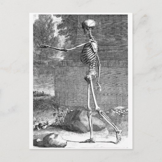 ヴィンテージ解析スケッチ、側面図、スケルトン ポストカード (正面)