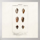 ヴィンテージ貝殻パーソナライズされたイラストレーション ポスター (正面)