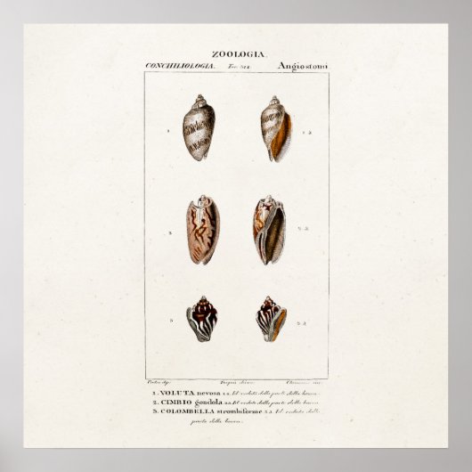 ヴィンテージ貝殻パーソナライズされたイラストレーション ポスター (正面)