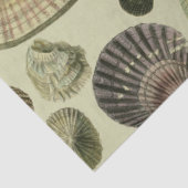 ヴィンテージ貝殻 薄葉紙 (詳細)