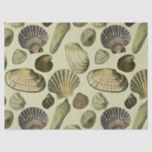 ヴィンテージ貝殻