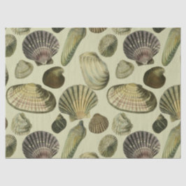 ヴィンテージ貝殻 薄葉紙