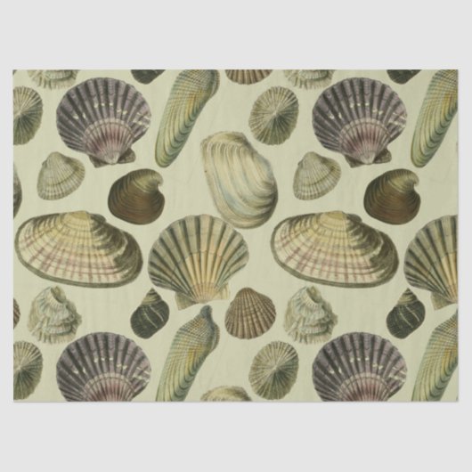 ヴィンテージ貝殻 薄葉紙 (正面)