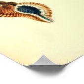 ヴィンテージ貝 ポスター (角)