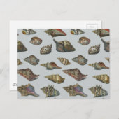 ヴィンテージ貝 ポストカード (正面/裏面)