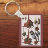 ヴィンテージ貝、海洋生物、海貝殻 キーホルダー (正面)