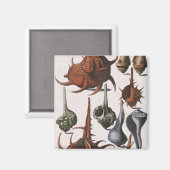 ヴィンテージ貝、海洋生物、海貝殻 マグネット (正面/裏面)