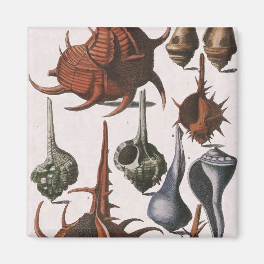 ヴィンテージ貝、海洋生物、海貝殻 マグネット (正面)