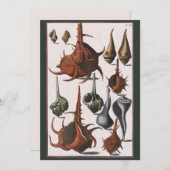 ヴィンテージ貝、海貝殻海洋生物 (正面/裏面)